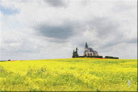 l'église de Saint-Sulpice dans le colza