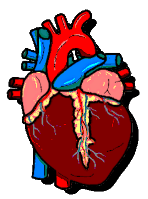 dessin coeur