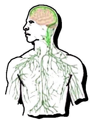 dessin système lymphatique