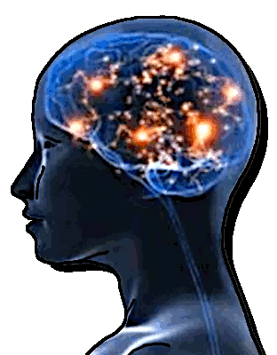 schéma du cerveau