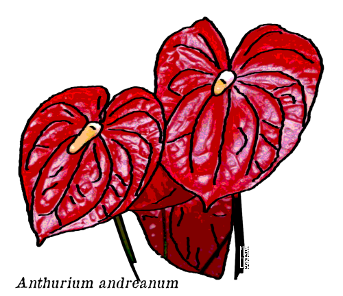 Anthurium andreanum