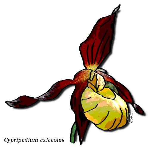 orchidées Cypripedium calceolus