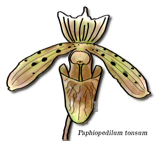 orchidées Paphiopedilum tonsum
