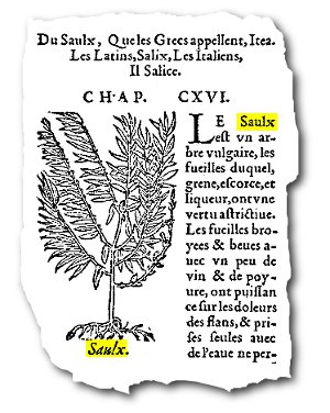 les 6 livres de la Pedacion Dioscoride Anazarbe de la matiere medicinale