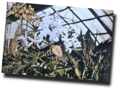 la serre aux orchidées du docteur Albert Marçais