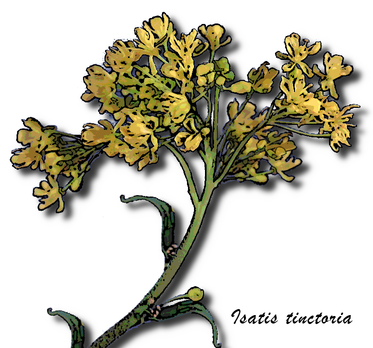 pastel des teinturiers - isatis tinctoria